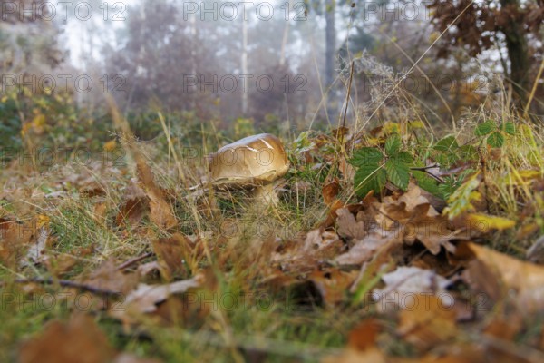Porcini (Boletus), Germany
