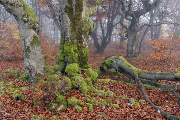 Beech in Hutewald Halloh, Hesse, Germany