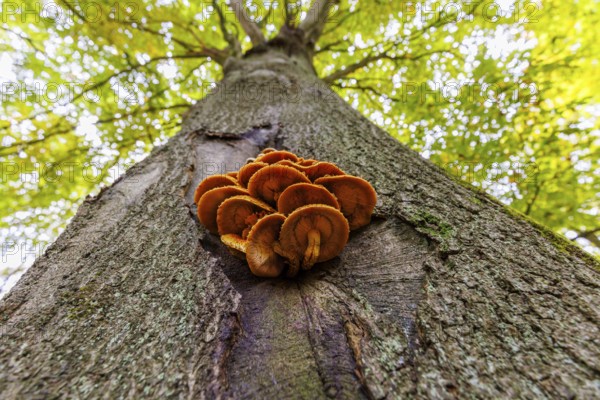 Tree fungus on a beech tree, Germany
