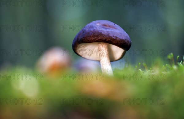 Brown roof mushroom (Pluteus cervinus), Germany