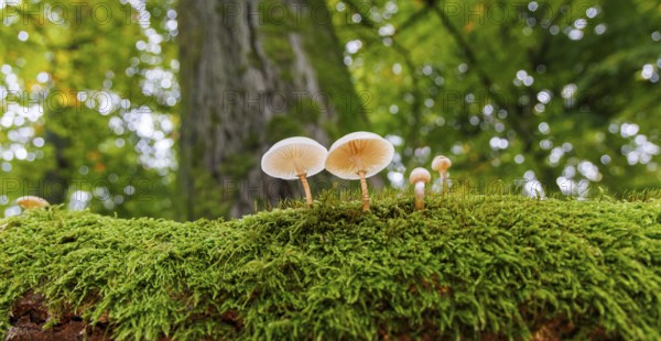 Beech slime (Mucidula mucida), Germany