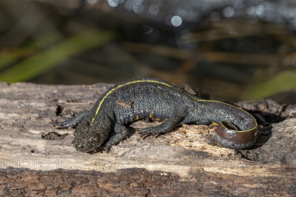 Alpine crested newt (Triturus carnifex), or Italian crested newt, Littlewood Ranch, Limbach, Burgenland, Austria
