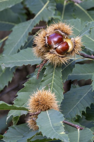Precious chestnut (Castanea sativa), Tierwelt Herberstein, Herberstein, Styria, Austria