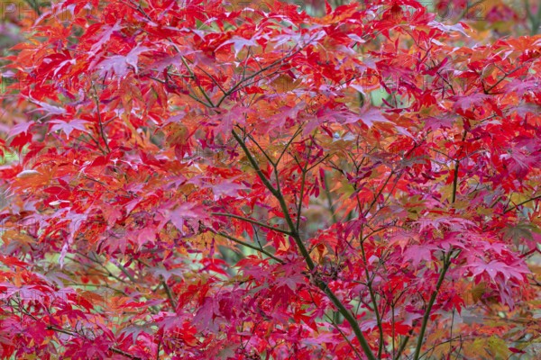 Red maple (Acer rubrum), in autumn, Herberstein Castle, Herberstein, Styria, Austria