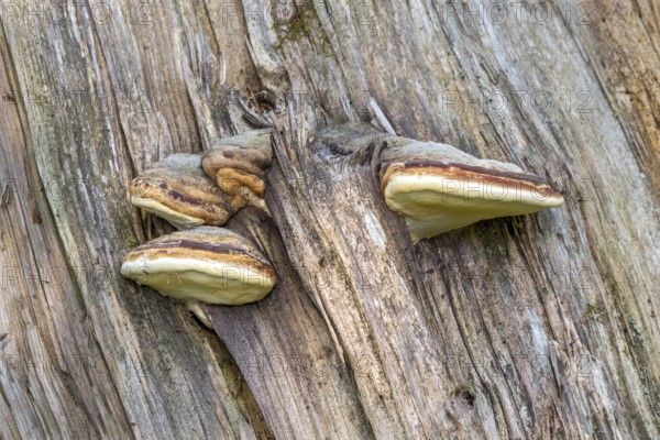 Red curd tree sponge (Fomitopsis pinicola), Pillberg, Pill, Tyrol, Austria