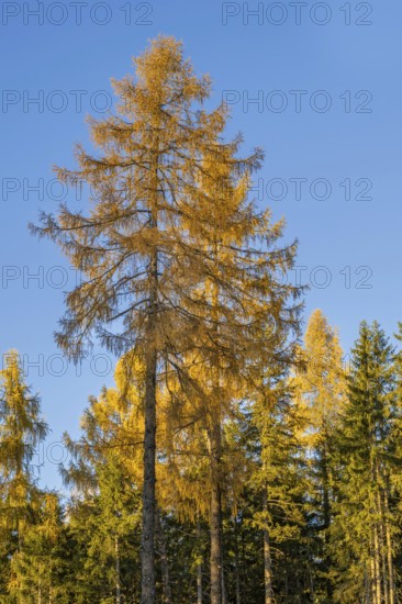 European larch (Larix decidua), autumn color, Weerberg, Tyrol, Austria