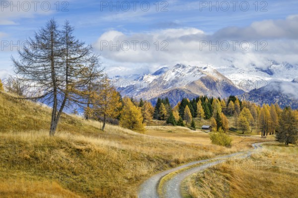 Autumnal larch meadows, behind Olperer, FuÃŸstein, Schrammacher, Sagwandspitze, Vinaders, Tyrol, Austria