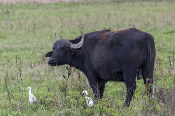 Water buffalo (Bubalus arnee) and cow heron (Ardea ibis, synonym: Bubulcus ibis), Naturquartier Grosswilfersdorf, Grosswilfersdorf, Styria, Austria