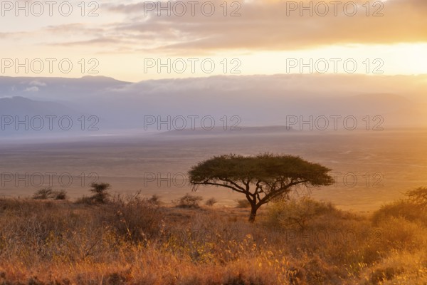 Umbrella macaque in savanna landscape at sunrise, atmospheric morning light, view of the Ngorongoro Crater, Ngorongoro Conservation Area, Tanzania