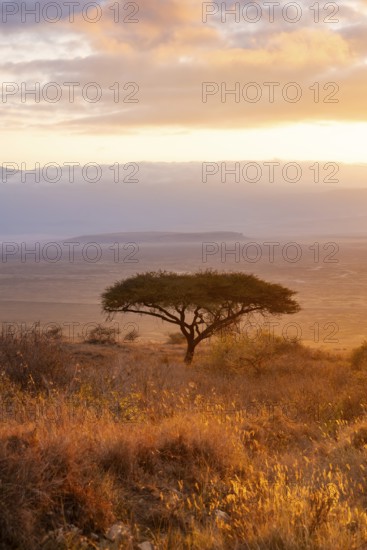 Umbrella macaque in savanna landscape at sunrise, atmospheric morning light, view of the Ngorongoro Crater, Ngorongoro Conservation Area, Tanzania