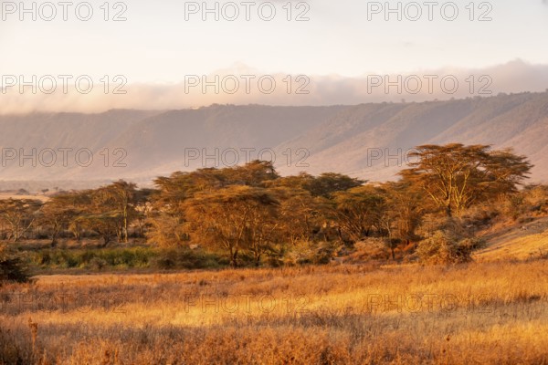 Forest of yellow bark acacia or fever acacia (Vachellia xanthophloea) and crater rim at sunrise, atmospheric morning light in Ngorongoro Crater, Ngorongoro Conservation Area, Tanzania