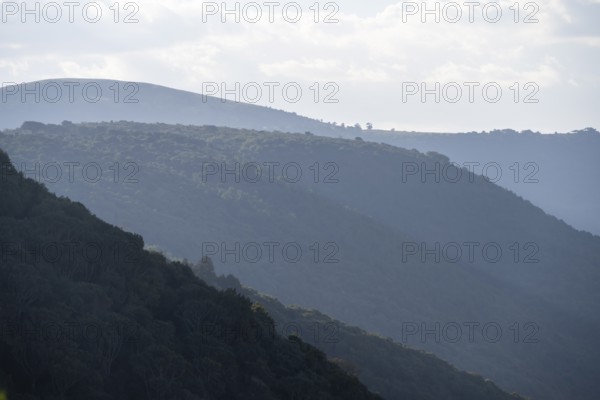 Forest on the hills on the crater rim in the evening light, Ngorongoro Crater, Ngorongoro Conservation Area, Tanzania