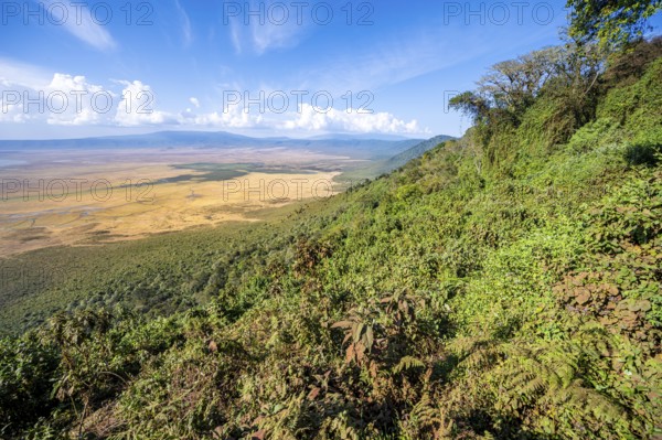 View of Ngorongoro Crater, Crater Viewpoint, Forest and Savanna Landscape, Ngorongoro Conservation Area, Tanzania