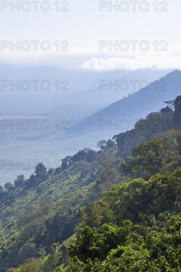 View of Ngorongoro Crater, Crater Viewpoint, mountain slopes with forest, Ngorongoro Conservation Area, Tanzania