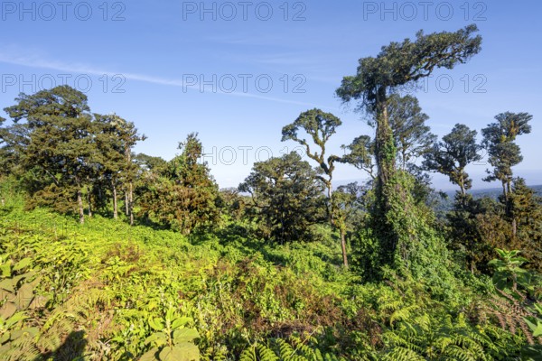 Trees, forest on the crater rim of Ngorongoro Crater, Ngorongoro Conservation Area, Tanzania