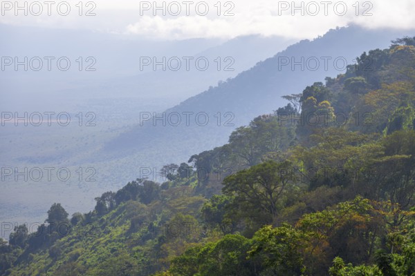View of Ngorongoro Crater, Crater Viewpoint, mountain slopes with forest, Ngorongoro Conservation Area, Tanzania