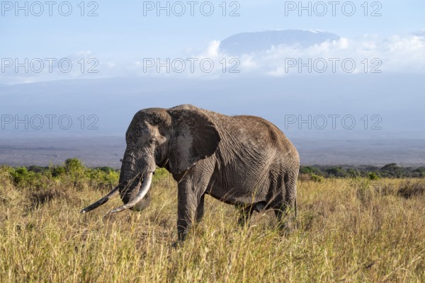 African elephant (Loxodonta africana) in picturesque landscape with the summit of Mount Kilimanjaro, the famous Super Tusker elephant Craig and Pascal, old male with long tusks, in atmospheric evening light, Kajiado County, Kenya