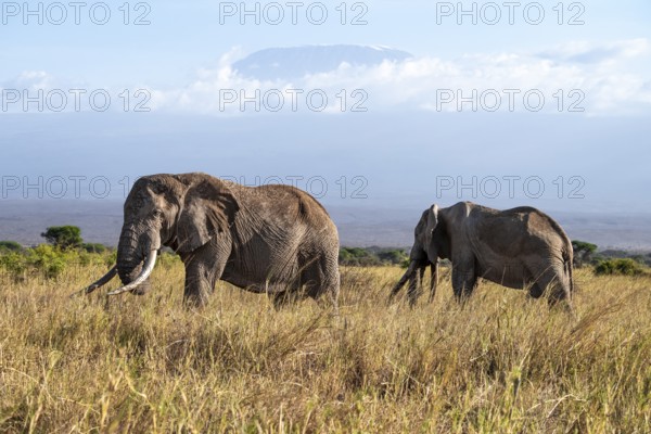 African elephants (Loxodonta africana) in picturesque landscape with the summit of Mount Kilimanjaro, the famous Super Tusker elephant Craig, old male with long tusks, in atmospheric evening light, Kajiado County, Kenya