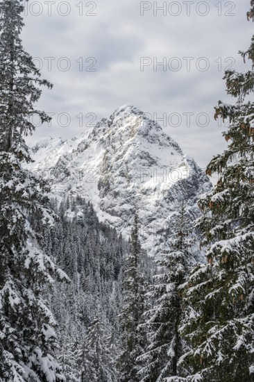 View of snowy forest and Waxenstein summit, in winter, Wetterstein Mountains, Garmisch-Partenkirchen, Bavaria, Germany