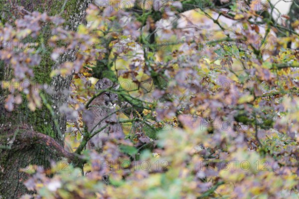 A female cougar (Puma concolor) rests hidden by leaves on a big branch high up in an oak tree. W USA, S Canada, Central and S America