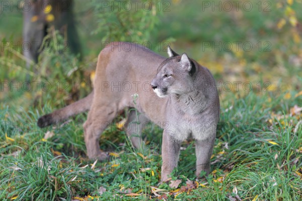 A male cougar (Puma concolor) stands in tall grass in a forest, looking around. W USA, S Canada, Central and S America