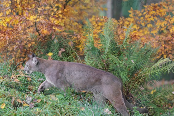 A male cougar (Puma concolor) runs through tall grass in a forest bathed in autumnal colors. W USA, S Canada, Central and South America