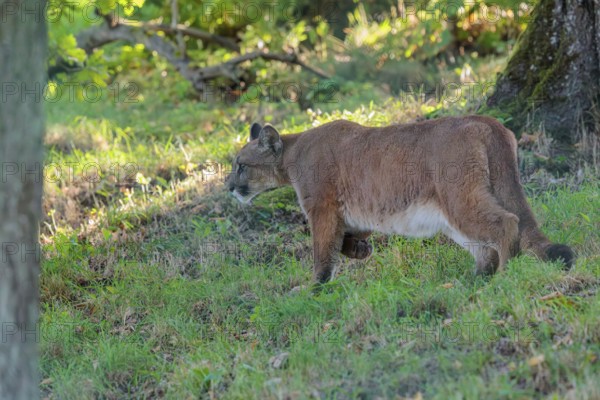 A male cougar (Puma concolor) runs through tall grass in a forest. W USA, S Canada, Central and South America