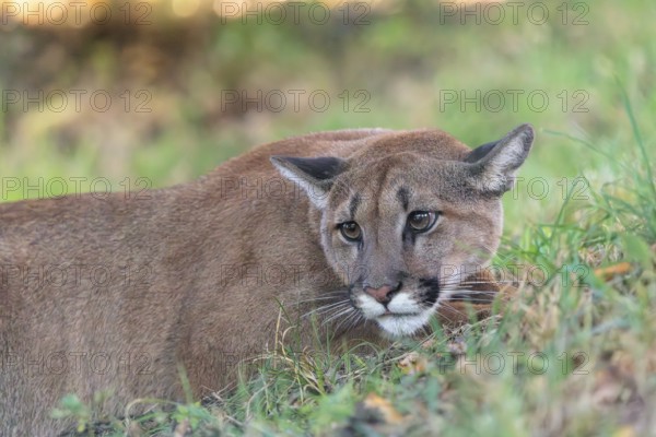 A male cougar (Puma concolor) crouches in tall grass in a forest. Western USA, southern Canada, Central and South America