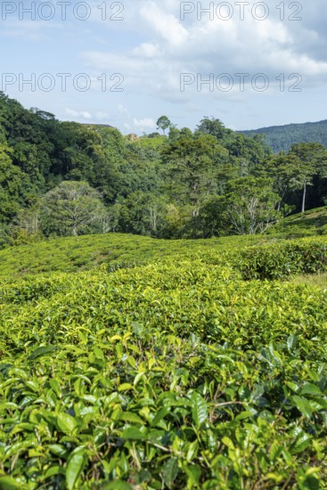 Tea plantation on hills between tropical rainforest, Amani Nature Forest Reserve, Eastern Usambara Mountains, Tanga, Tanzania
