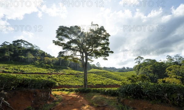 Tea plantation on hills between tropical rainforest, Amani Nature Forest Reserve, Eastern Usambara Mountains, Tanga, Tanzania