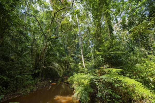 Small river between dense vegetation in Amani Nature Reserve, tropical rainforest, Amani Nature Forest Reserve, Tanga, Tanzania