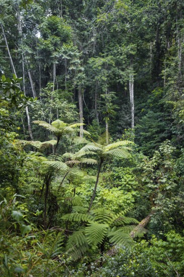 Tree ferns among dense vegetation in tropical rainforest, Amani Nature Forest Reserve, Tanga, Tanzania