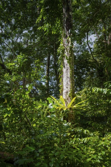 Dense vegetation in tropical rainforest, Amani Nature Forest Reserve, Tanga, Tanzania