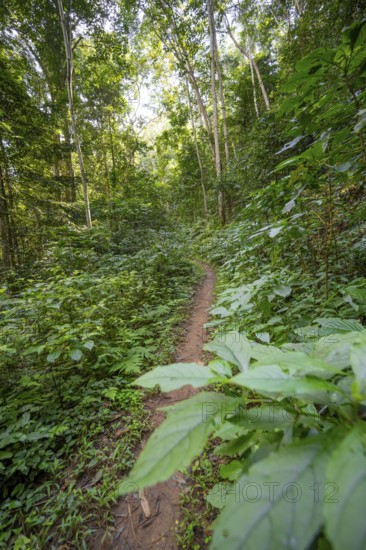 Hiking trail through dense vegetation in tropical rainforest, Amani Nature Forest Reserve, Tanga, Tanzania