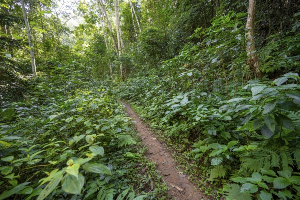 Hiking trail through dense vegetation in tropical rainforest, Amani Nature Forest Reserve, Tanga, Tanzania