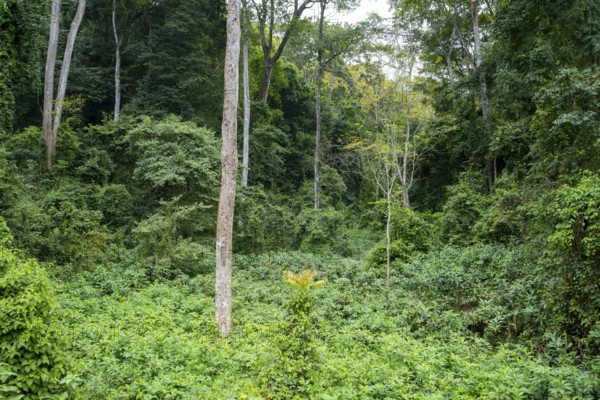 Dense vegetation in tropical rainforest, Amani Nature Forest Reserve, Tanga, Tanzania