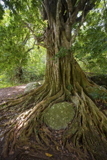 The roots of a fig tree surround a rock, tropical rainforest, Amani Nature Forest Reserve, Tanga, Tanzania