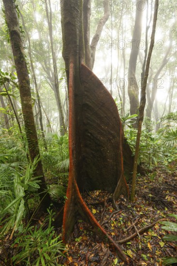 Misty tropical forest with ficus and endemic species on the way to Mount Sorrow in Daintree National Park, Queensland, Australia