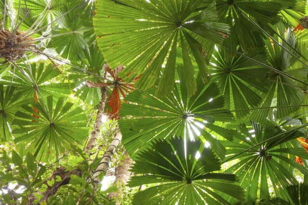 Australian fan palms in sunny rainforest on the way to Mount Sorrow in Daintree National Park Queensland, Australia