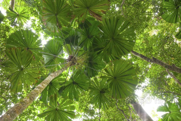 Misty tropical forest with ficus and endemic species on the way to Mount Sorrow in Daintree National Park, Queensland, Australia