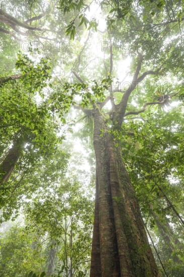 Misty tropical forest with giant ficus and endemic species on the way to Mount Sorrow in Daintree National Park, Queensland, Australia