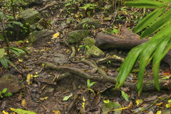 Queue on hiking trail to Mount Sorrow summit, Daintree National Park, Queensland, Australia