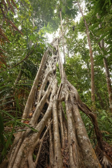 Mighty strangle tree in the tropical rainforest of Daintree National Park, Queensland, Australia