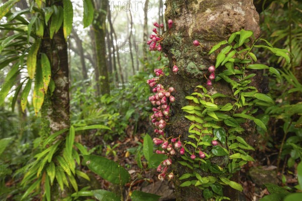 Cauliflower red figs on the trunk in Daintree National Park, Queensland, Australia