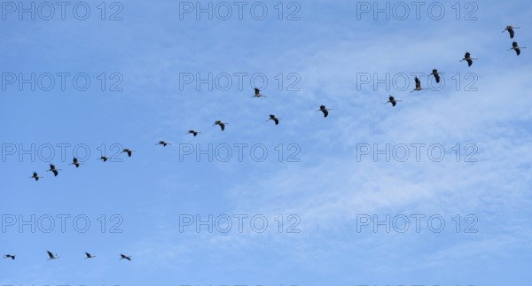 Cranes flying in formation (Grus grus), DarÃŸ, Mecklenburg-Western Pomerania, Germany