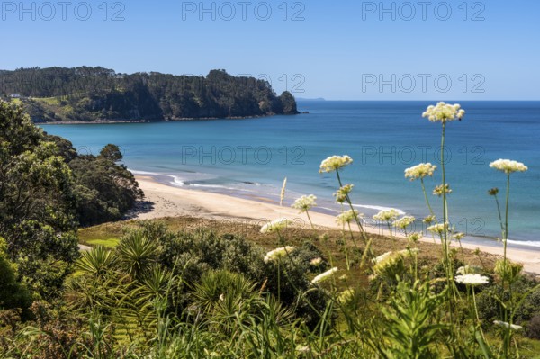 Landscape with sea and sandy beach in New Zealand. View of Hot Water Beach. Hot Water Beach, Coromandel Peninsula, Waikato, New Zealand