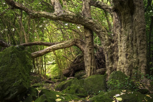 Forest landscape in New Zealand in the Cathedral Cove Walk area. Hahei, Coromandel Peninsula, Waikato, New Zealand