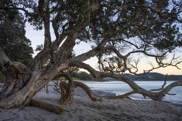New Zealand Christmas tree (Metrosideros) on sandy beach. Ferry Landing, Coromandel Peninsula, Waikato, New Zealand