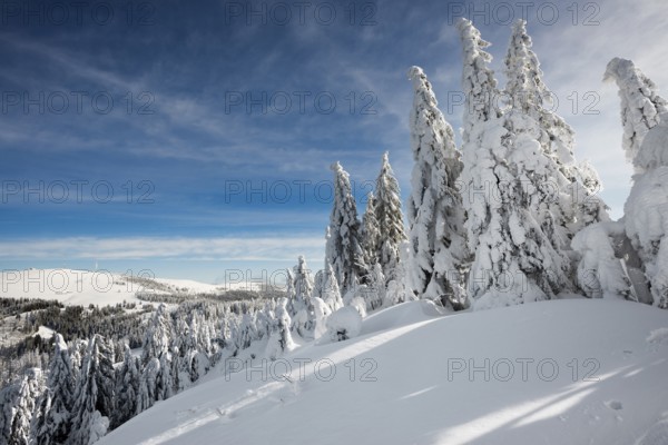 Snow-covered fir trees in sunshine, StÃ¼benwasen, Feldberg, Todtnauberg, Black Forest, Baden-WÃ¼rttemberg, Germany