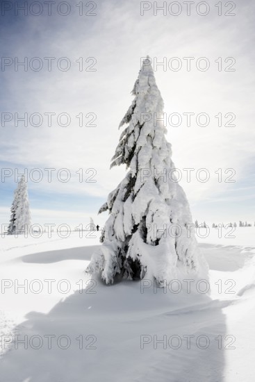 Snow-covered fir trees in sunshine, StÃ¼benwasen, Feldberg, Todtnauberg, Black Forest, Baden-WÃ¼rttemberg, Germany